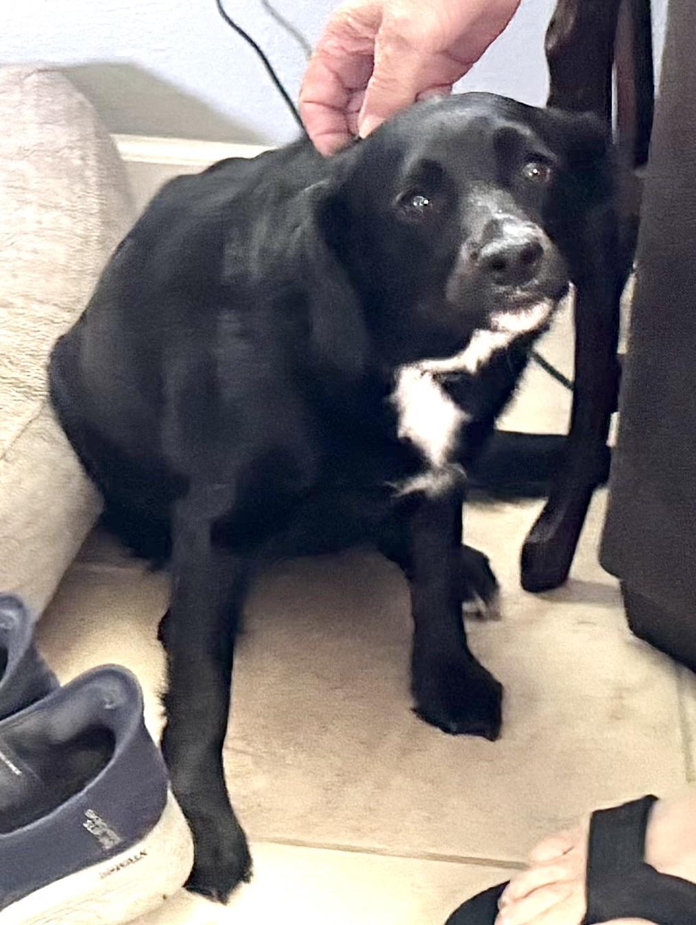 Sophie, an adopted mixed breed in Woburn, MA image 4/5