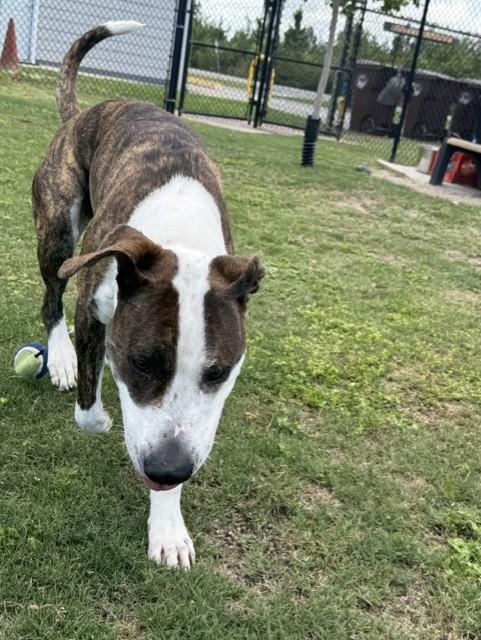 JETSON, a ADOPTABLE mixed breed in Lynn Haven, FL image 4/5
