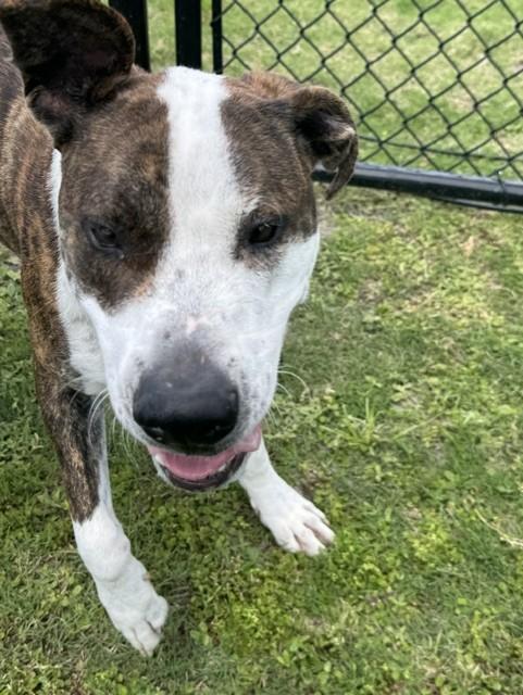 JETSON, a ADOPTABLE mixed breed in Lynn Haven, FL image 5/5