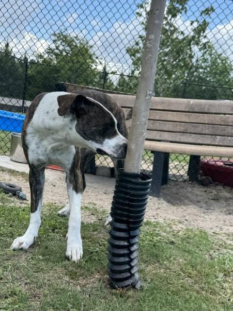 JETSON, a ADOPTABLE mixed breed in Lynn Haven, FL image 3/5