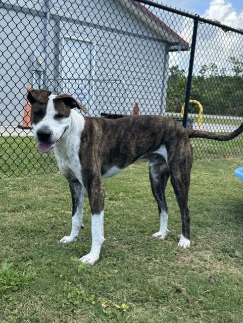 JETSON, a ADOPTABLE mixed breed in Lynn Haven, FL image 1/5