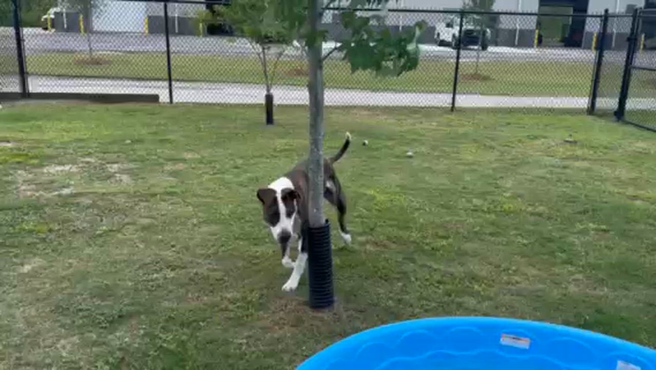 Enlarge JETSON, a ADOPTABLE mixed breed in Lynn Haven, FL video 2/5