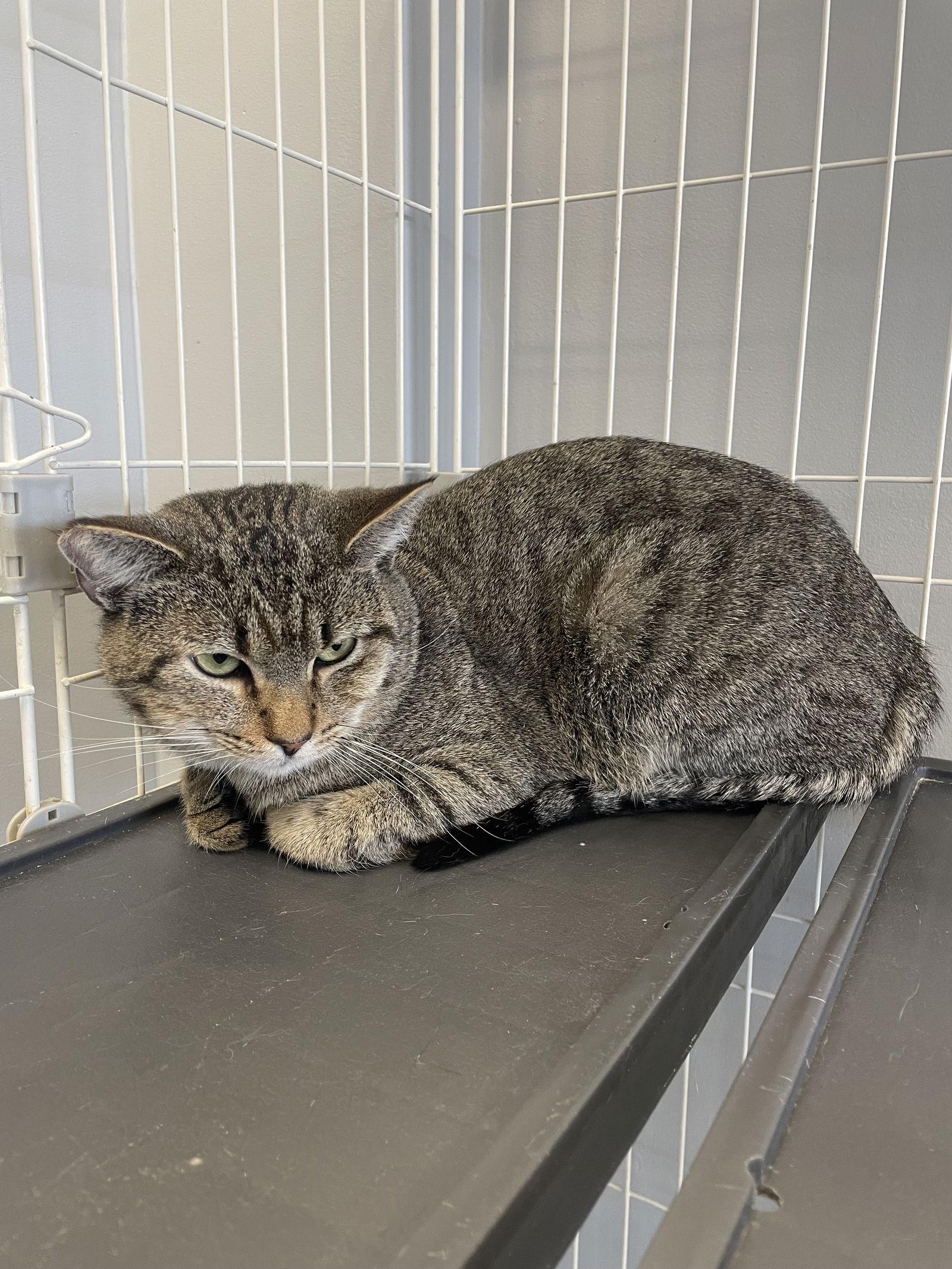 Little Ricky - Must Apply in Person !, Adoptable, Adult Male Tabby & Domestic Short Hair.