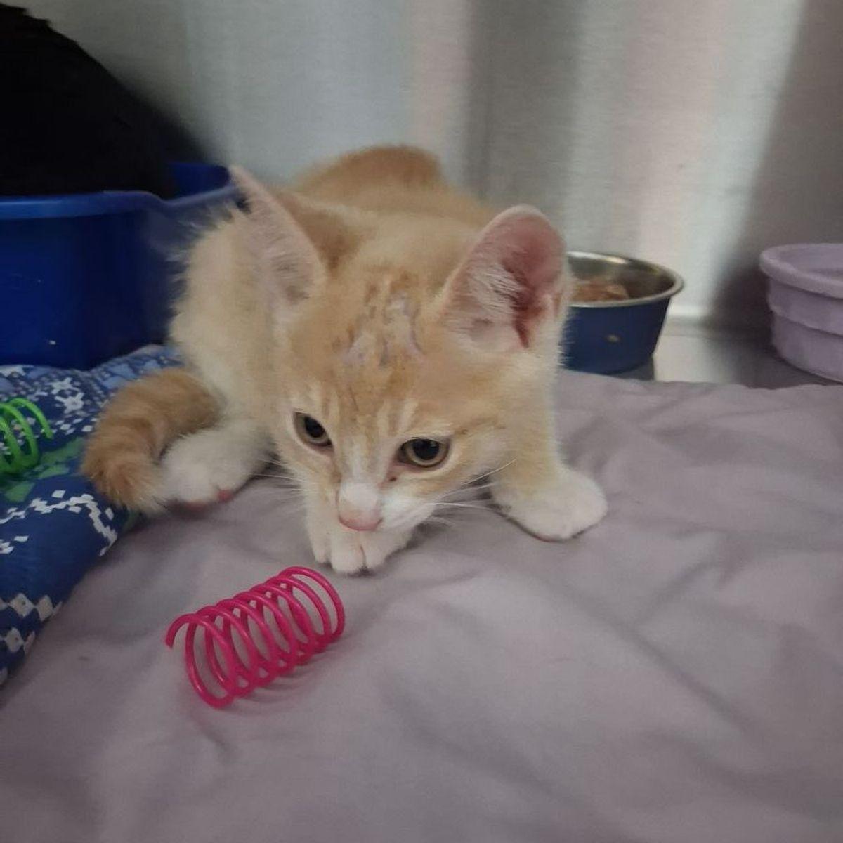 Buffy, a Adoptable Domestic Short Hair in Kingman, AZ image 1/2