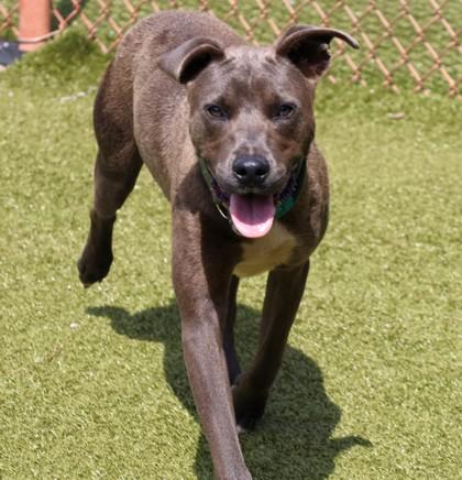 Knightly, a Adoptable Mixed Breed in Athens, GA image 3/6