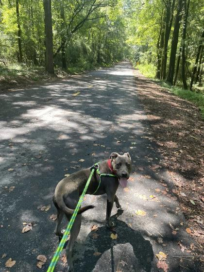 Knightly, a Adoptable Mixed Breed in Athens, GA image 5/6