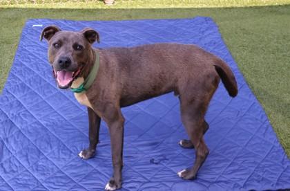 Knightly, a Adoptable Mixed Breed in Athens, GA image 4/6