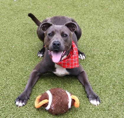 Knightly, Adoptable, Young Male Mixed Breed.