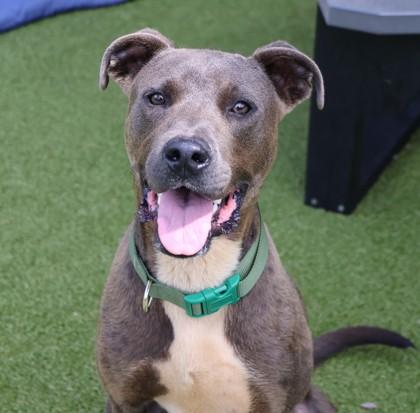 Knightly, a Adoptable Mixed Breed in Athens, GA image 2/6