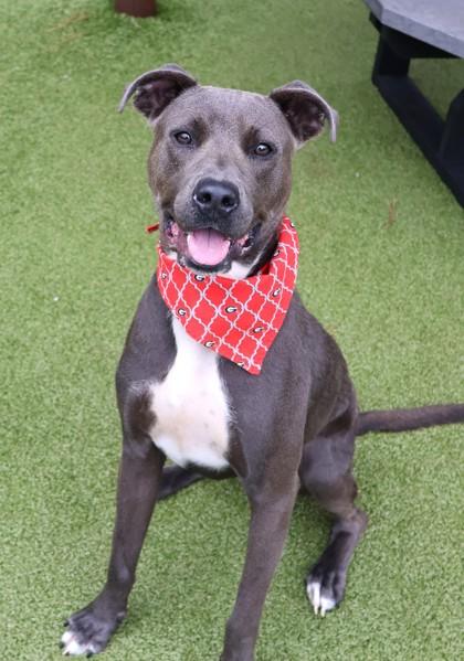 Knightly, a Adoptable Mixed Breed in Athens, GA image 6/6