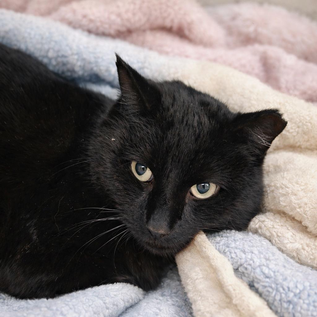 Enlarge Dr.Phil, an adopted Domestic Short Hair in Saint George, UT image 1/1