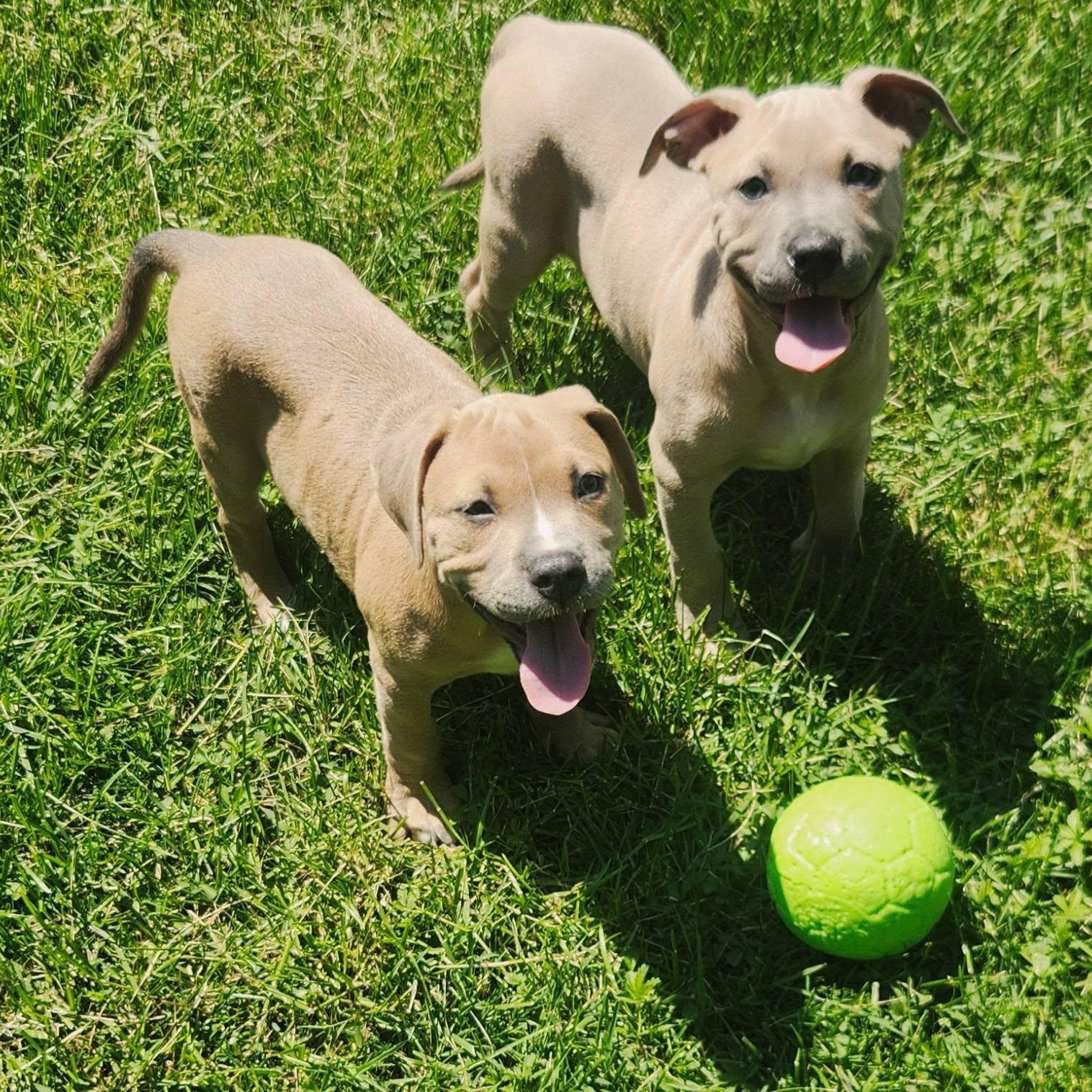 Biscuit & Gravy, an adopted mixed breed in Buffalo, NY image 3/6