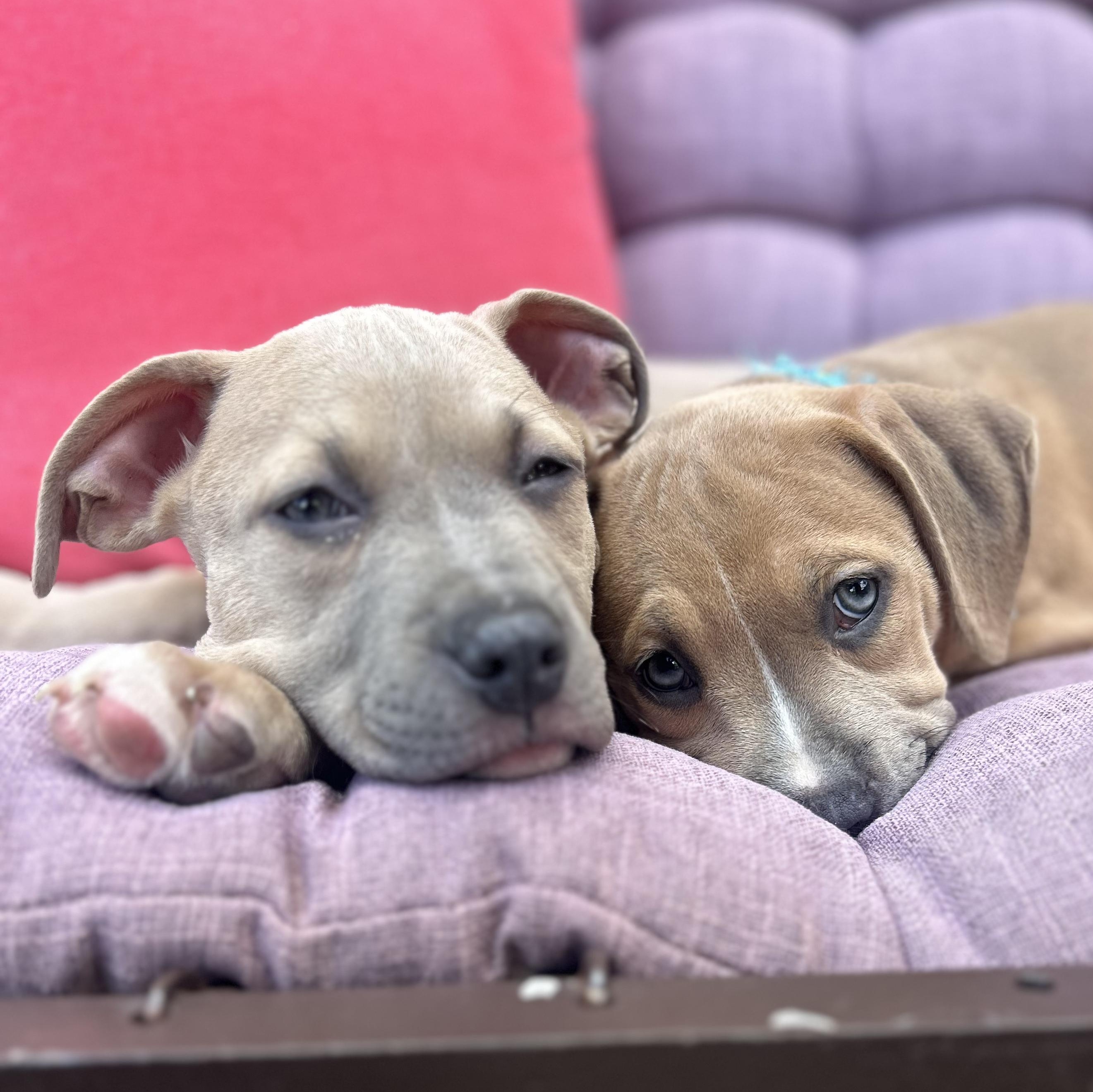 Biscuit & Gravy, adopted, Puppy Male Pit Bull Terrier.