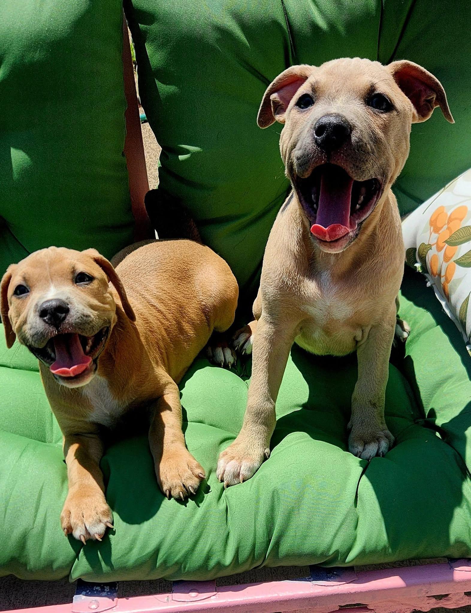 Biscuit & Gravy, an adopted mixed breed in Buffalo, NY image 2/6