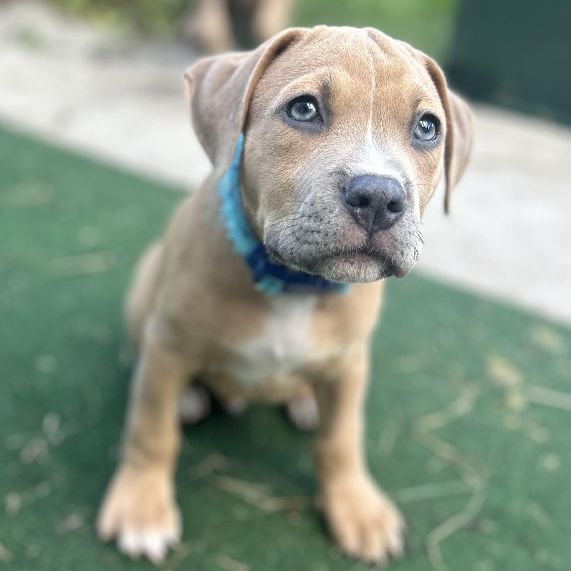 Biscuit & Gravy, an adopted mixed breed in Buffalo, NY image 6/6