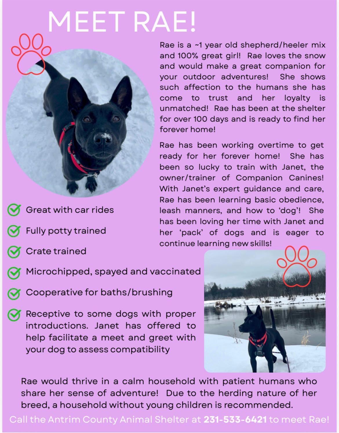 Rae, ADOPTABLE, Young Female Cattle Dog.