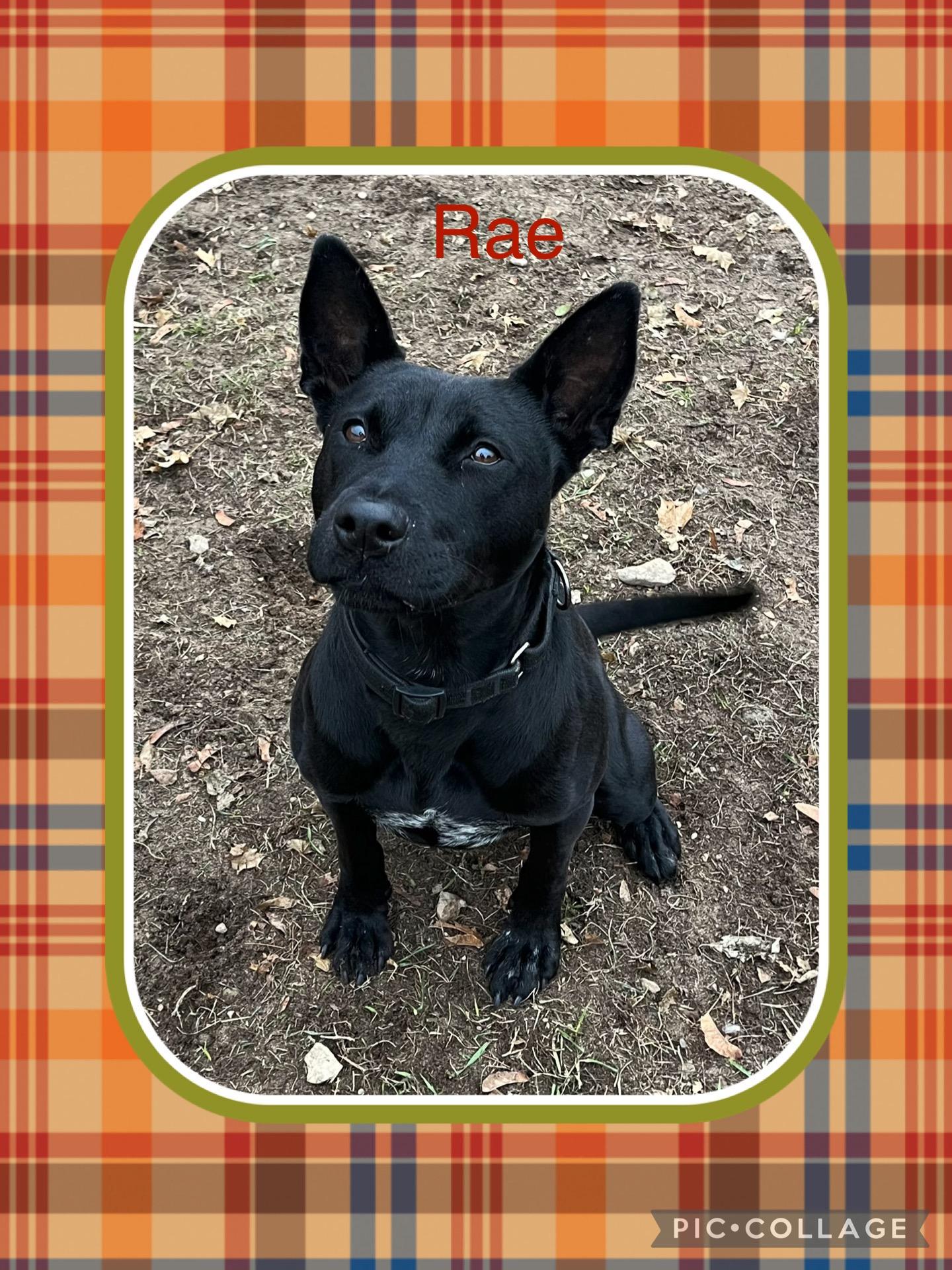 Rae, ADOPTABLE, Adult Female Shepherd.