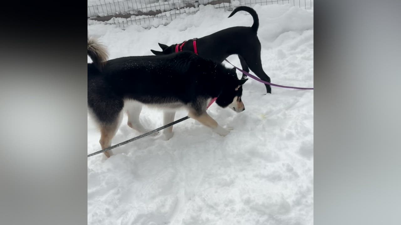 Enlarge Rae, an adopted mixed breed in Bellaire, MI video 5/5