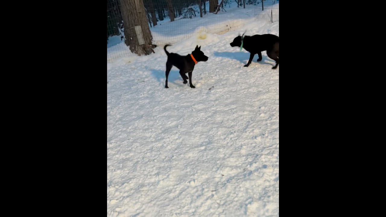 Enlarge Rae, an adopted mixed breed in Bellaire, MI video 4/5