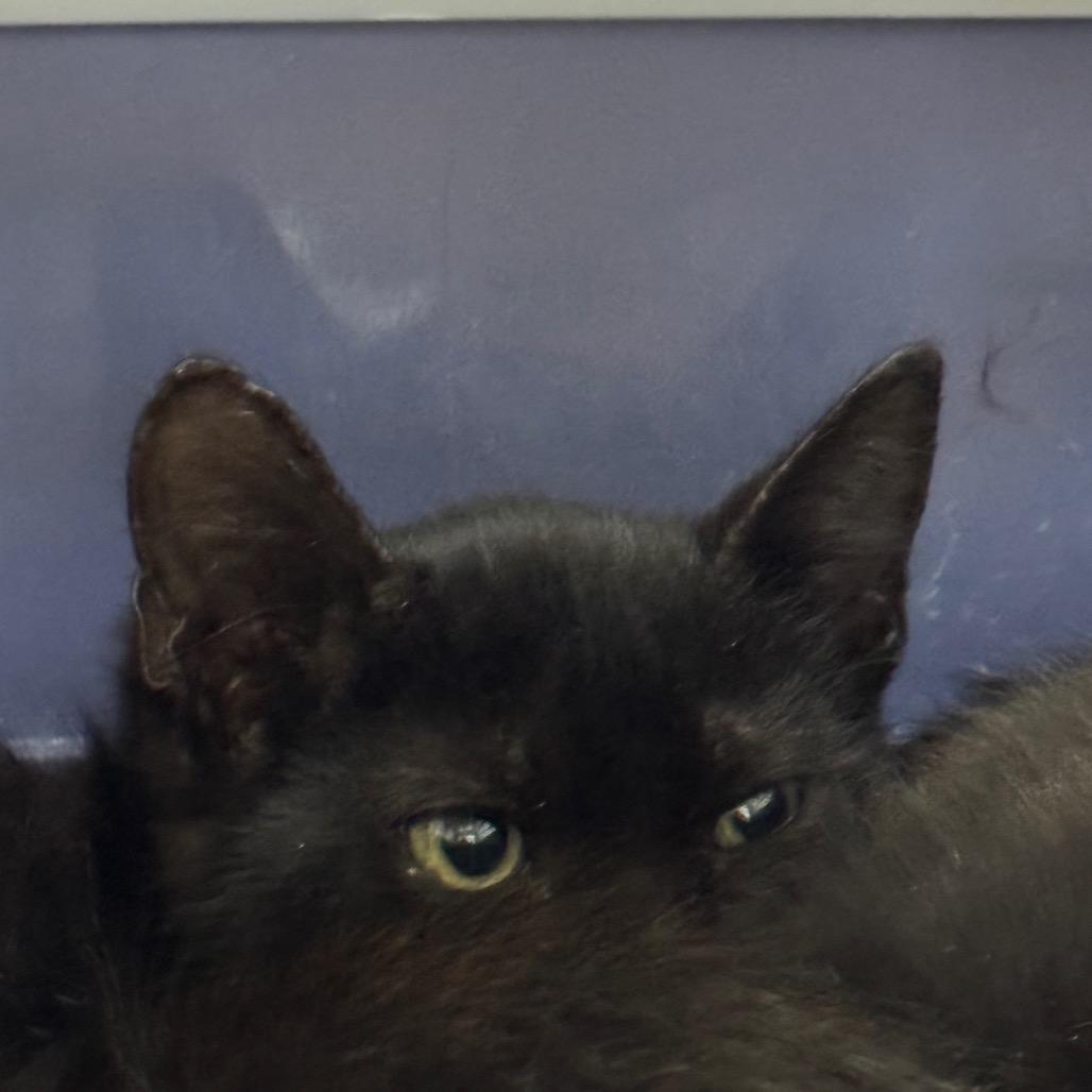 Enlarge Baby Saja, a Adoptable Domestic Short Hair in Galveston, TX image 1/3