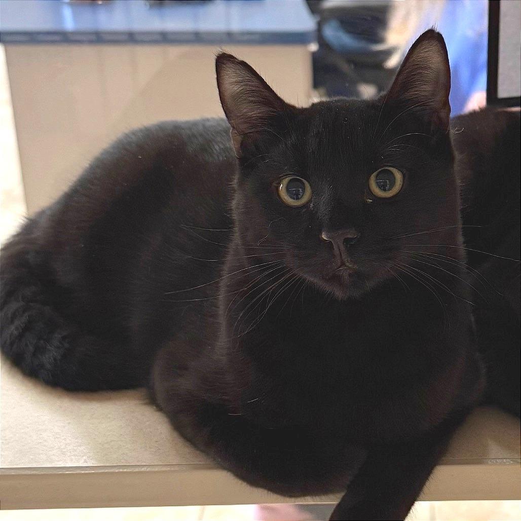 Enlarge Baby Saja, a Adoptable Domestic Short Hair in Galveston, TX image 2/3