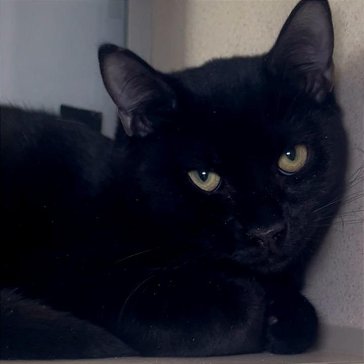 Enlarge Baby Saja, a Adoptable Domestic Short Hair in Galveston, TX image 3/3