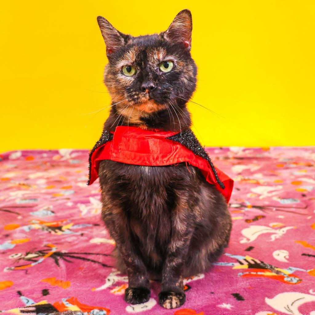 Enlarge Hazel, a Adoptable Domestic Short Hair in Newark, DE image 1/6
