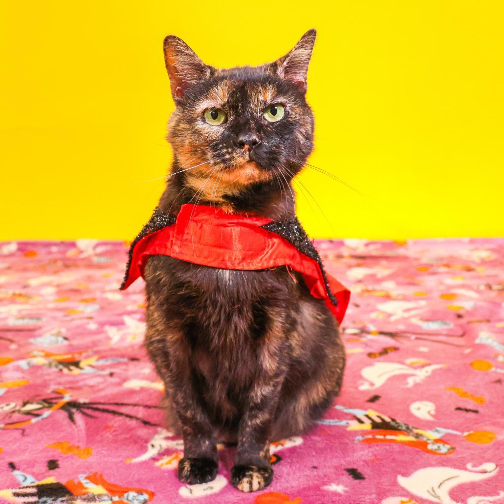 Enlarge Hazel, a Adoptable Domestic Short Hair in Newark, DE image 3/6