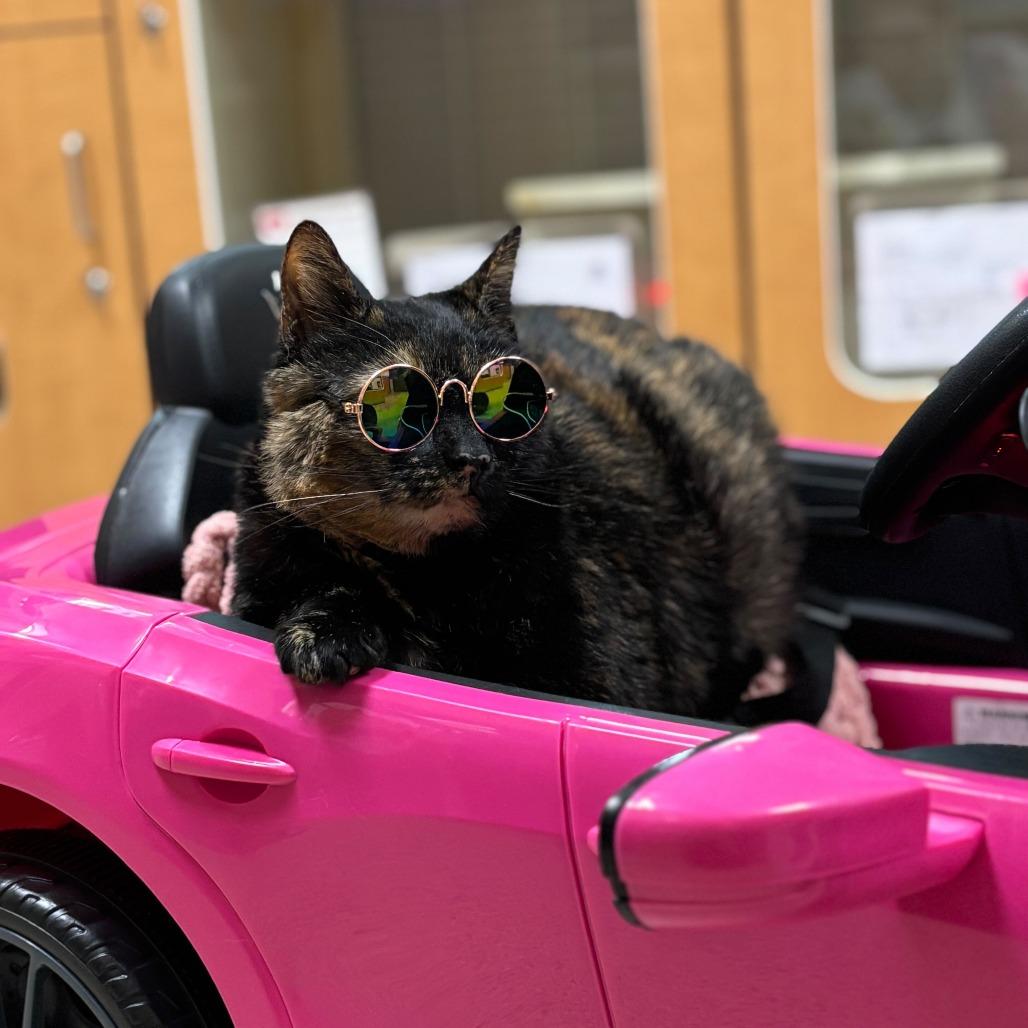 Enlarge Hazel, a Adoptable Domestic Short Hair in Newark, DE image 4/6