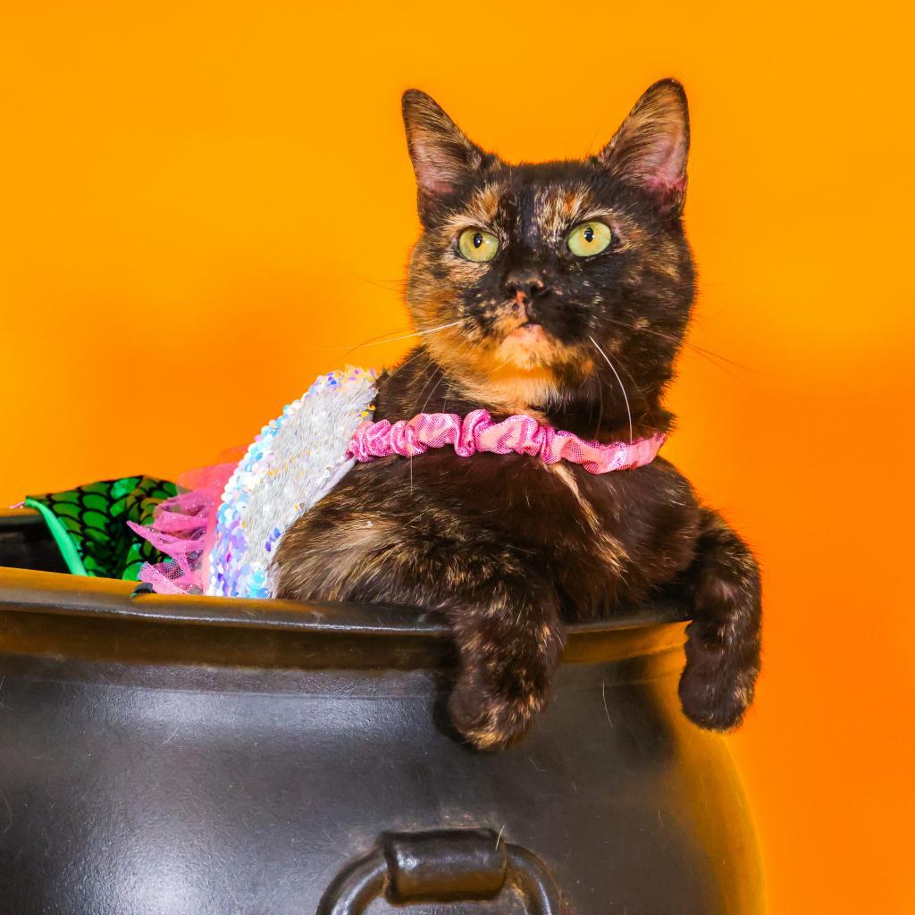 Enlarge Hazel, a Adoptable Domestic Short Hair in Newark, DE image 5/6
