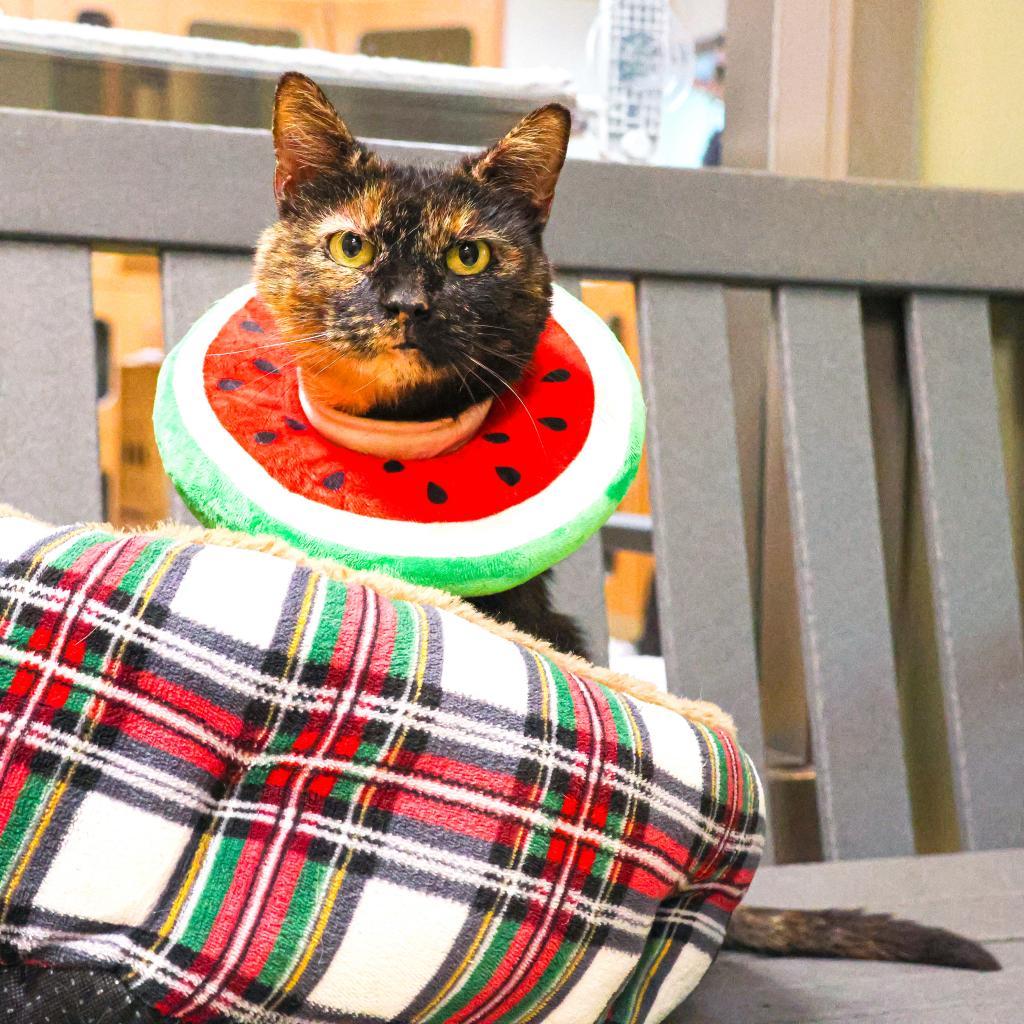 Enlarge Hazel, a Adoptable Domestic Short Hair in Newark, DE image 6/6