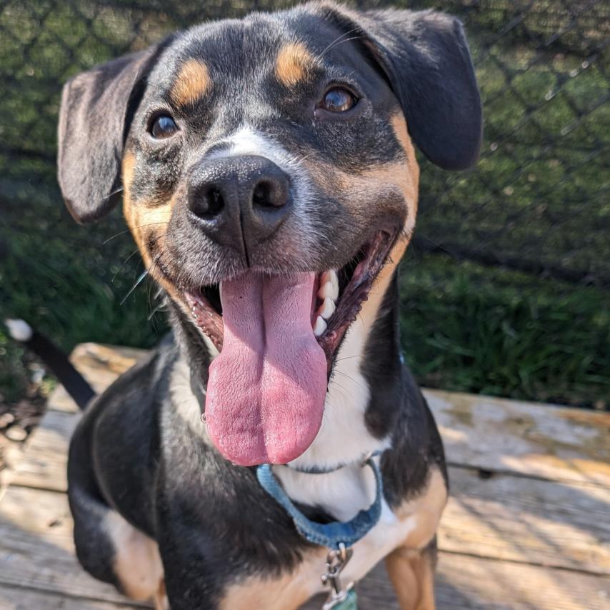 Enlarge Layla**, a Adoptable mixed breed in Briarcliff Manor, NY image 1/5