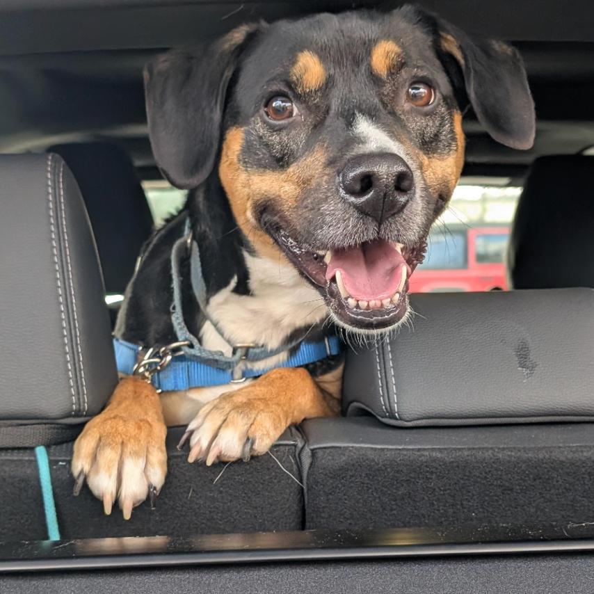 Enlarge Layla**, a Adoptable mixed breed in Briarcliff Manor, NY image 2/5