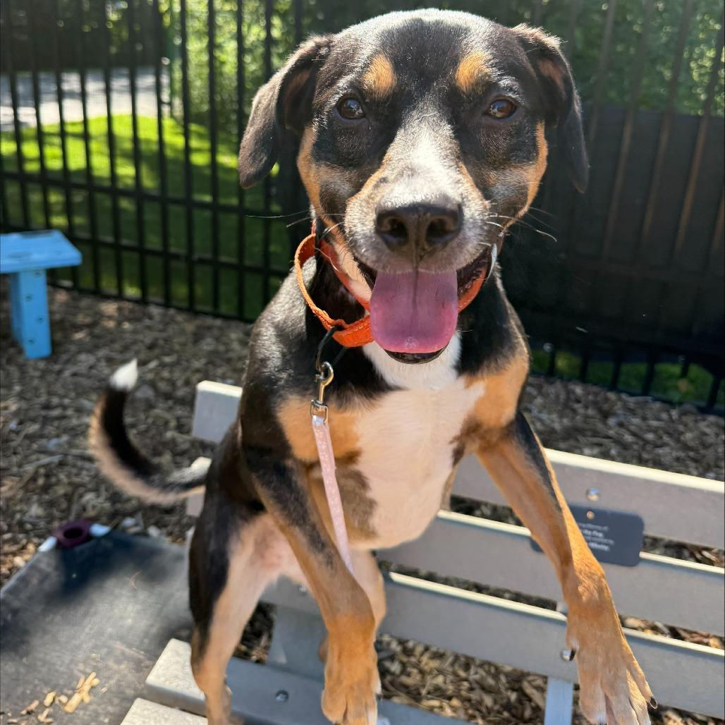 Enlarge Layla**, a Adoptable mixed breed in Briarcliff Manor, NY image 3/6