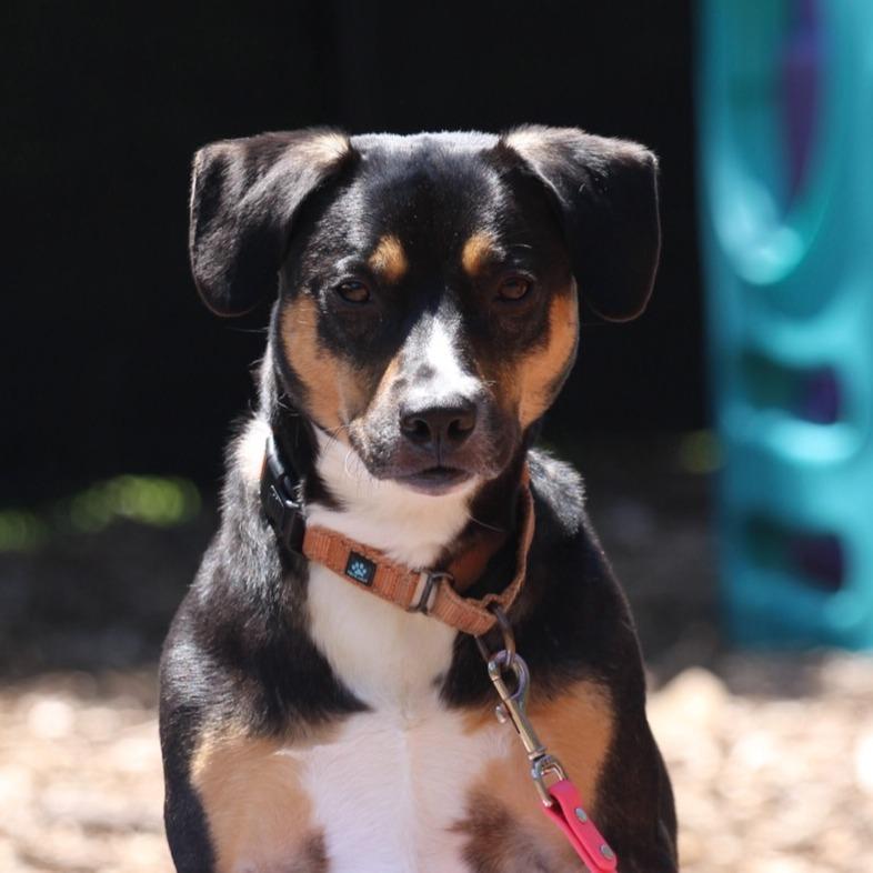 Enlarge Layla**, a Adoptable mixed breed in Briarcliff Manor, NY image 4/5