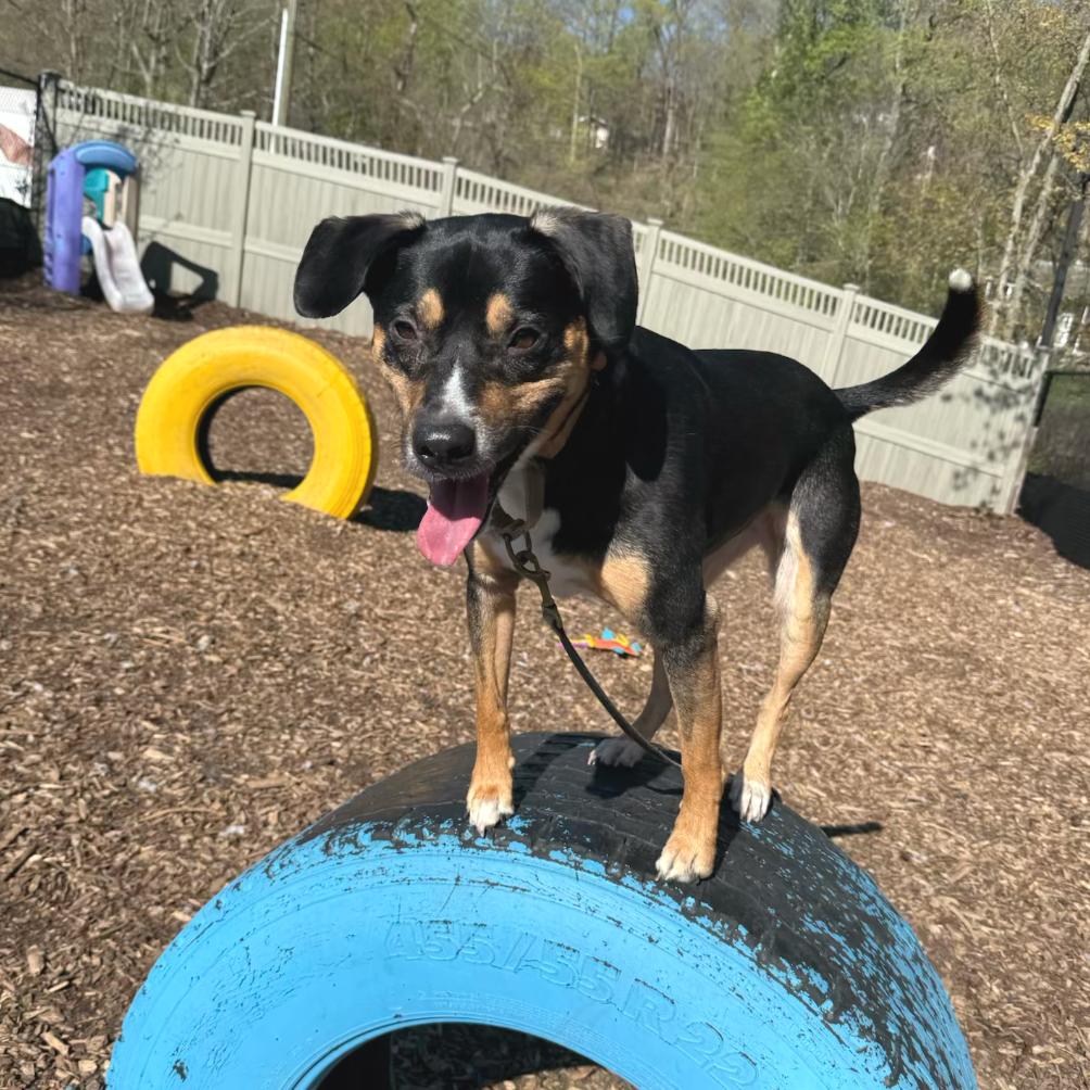 Enlarge Layla**, a Adoptable mixed breed in Briarcliff Manor, NY image 5/5