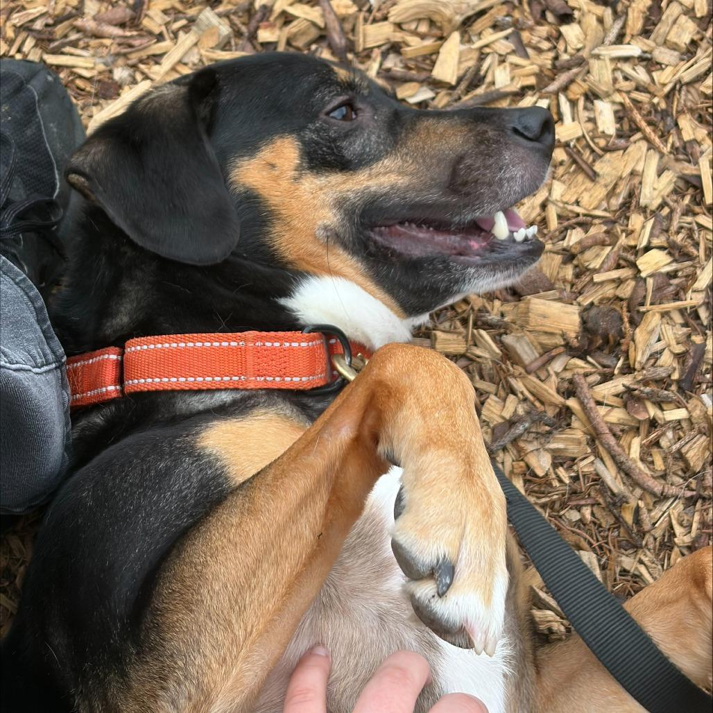 Enlarge Layla**, a Adoptable mixed breed in Briarcliff Manor, NY image 5/6