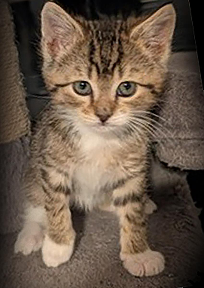 THEODORE