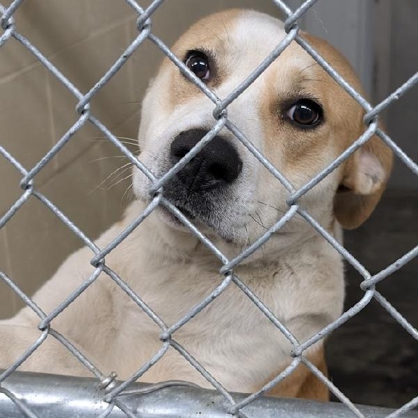 Enlarge SIERRA, a Adoptable mixed breed in Louisville, KY image 2/3