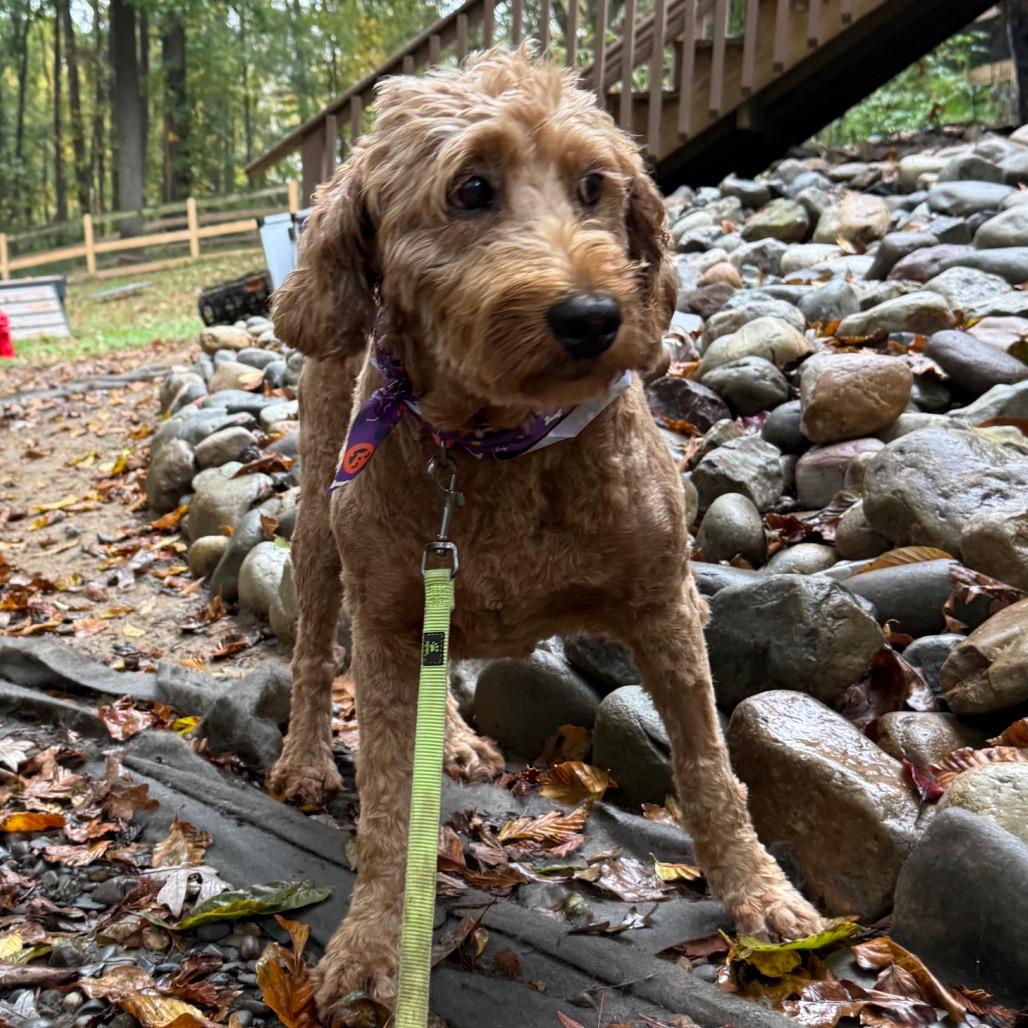 Sydney, Adoptable, Adult Female Goldendoodle & Golden Retriever.