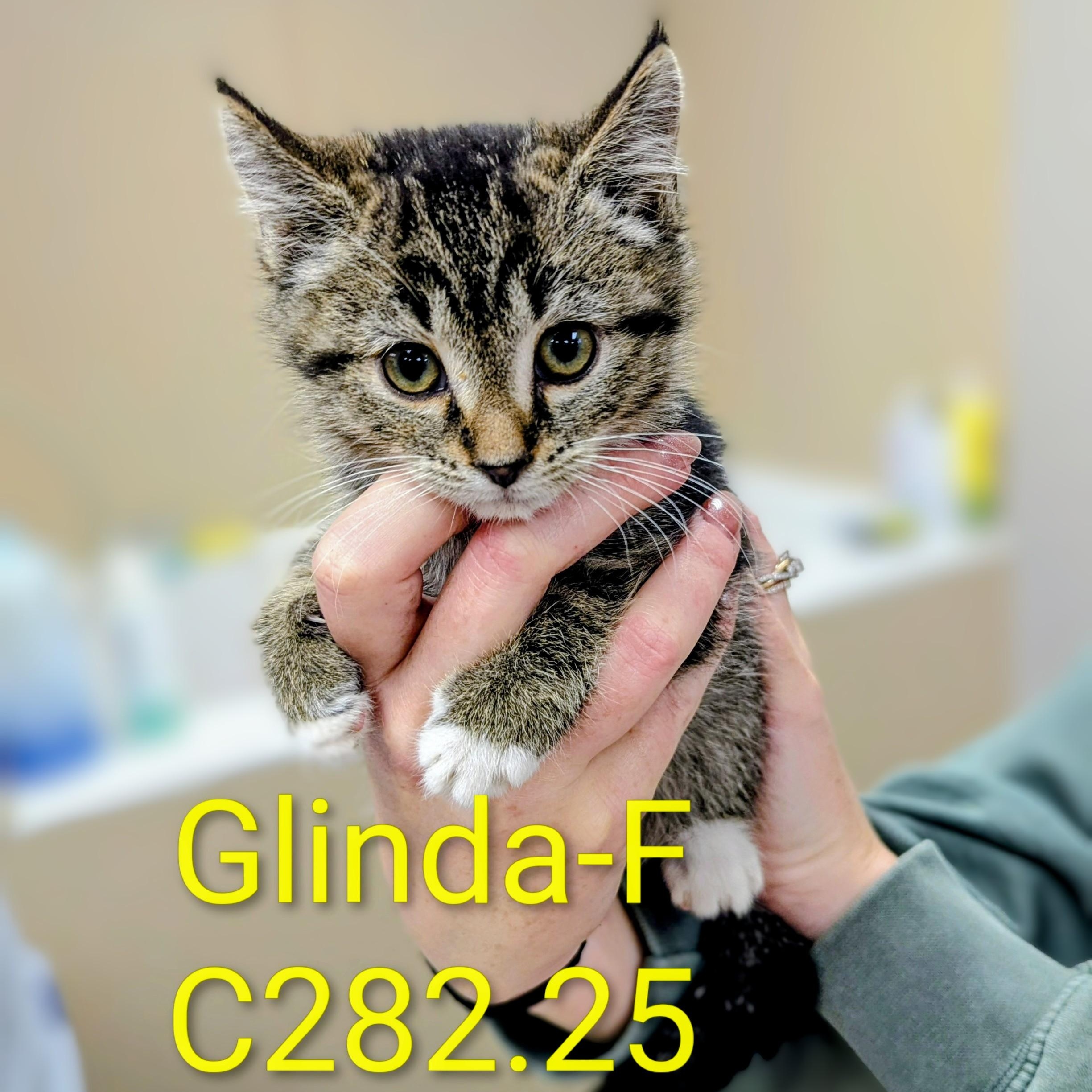 Enlarge Foster Glinda, a Adoptable mixed breed in Batavia, NY image 1/1