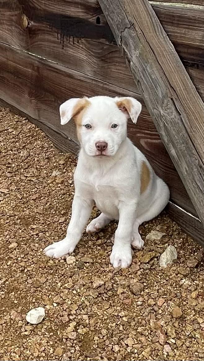 Enlarge Dottie, an adopted mixed breed in Rochester, MN image 5/6