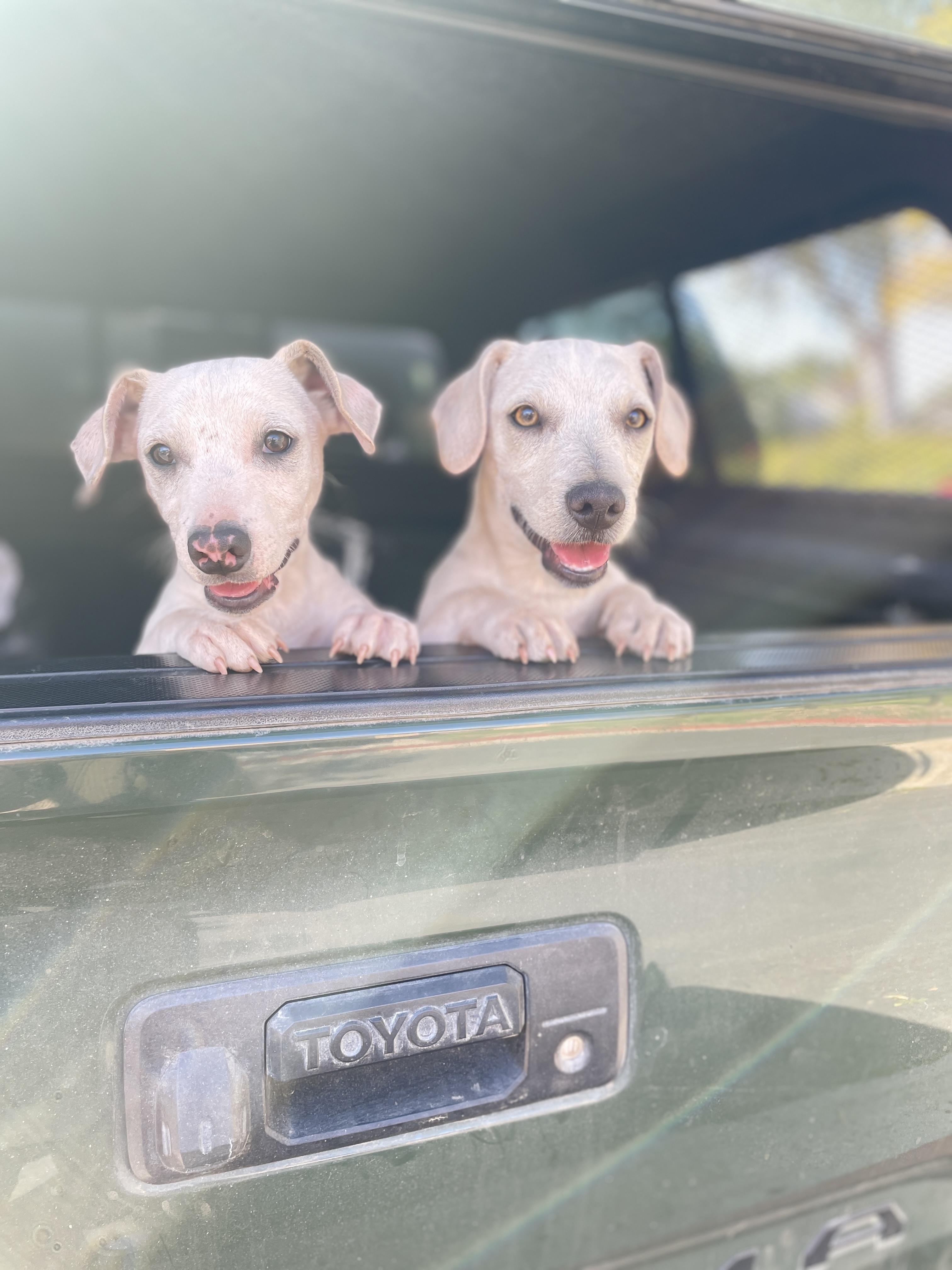 Moe, a Adoptable mixed breed in San Diego, CA image 3/4