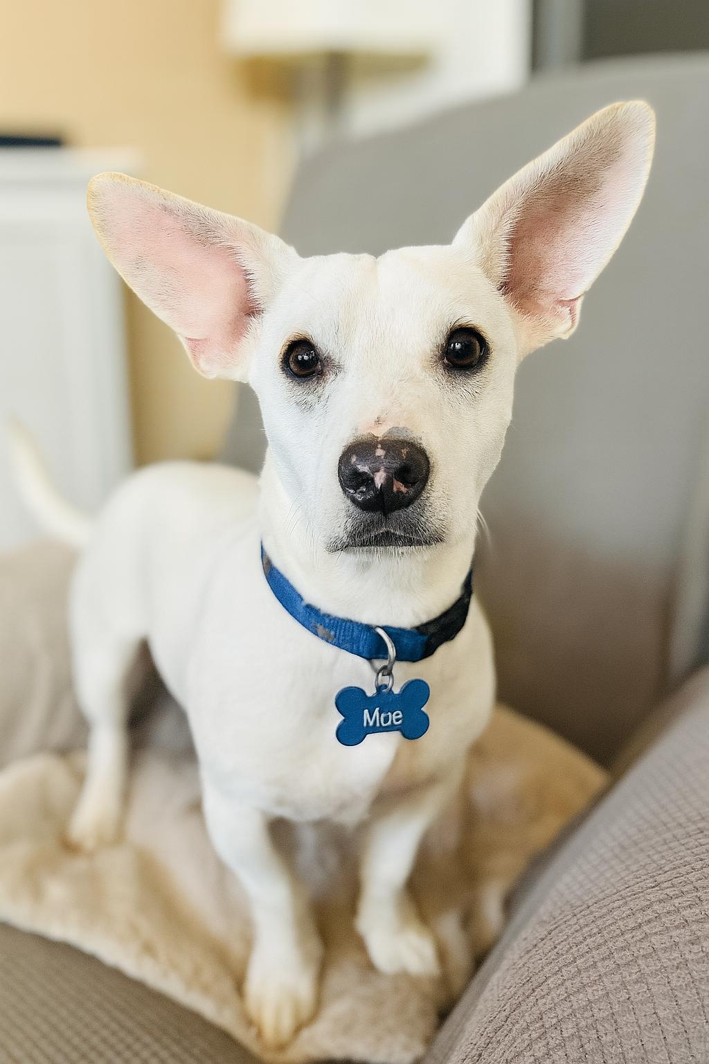 Moe, Adoptable, Young Male Dachshund & Chihuahua.