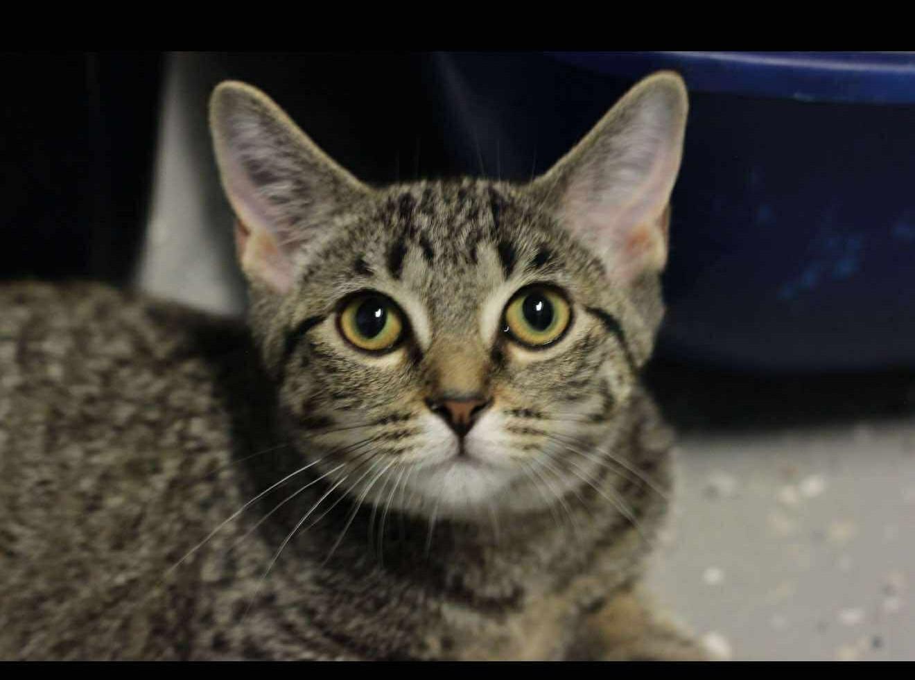 Sake - At Petsmart, Adoptable, Young Female Domestic Short Hair.