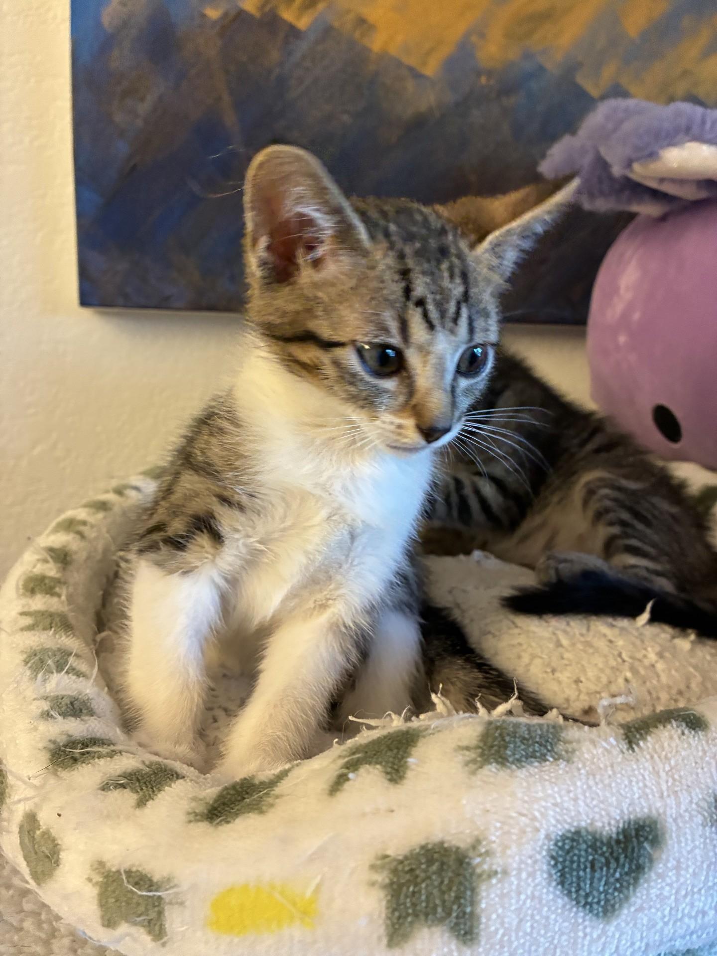Enlarge Spike, an adopted Domestic Short Hair in Reno, NV image 2/3