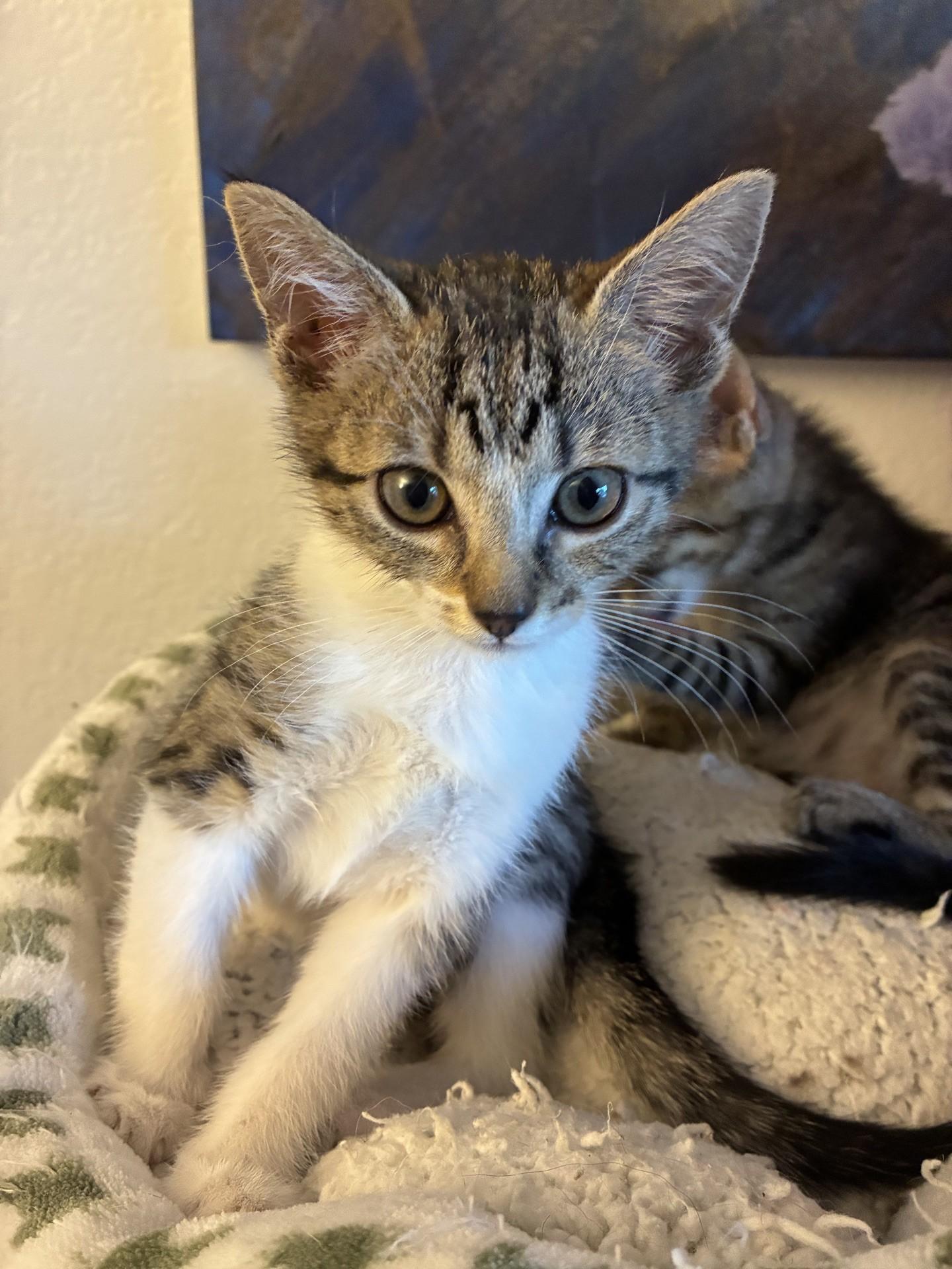 Spike, Adoptable, Kitten Female Domestic Short Hair.