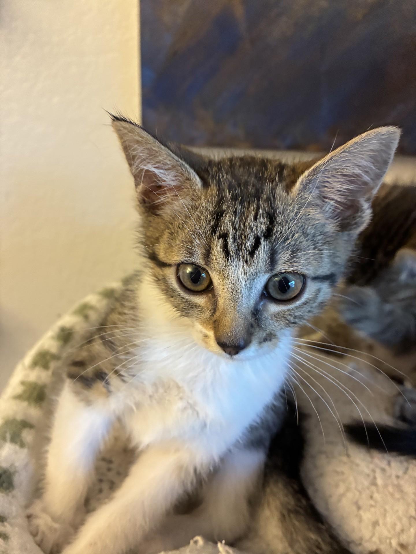 Enlarge Spike, an adopted Domestic Short Hair in Reno, NV image 3/3