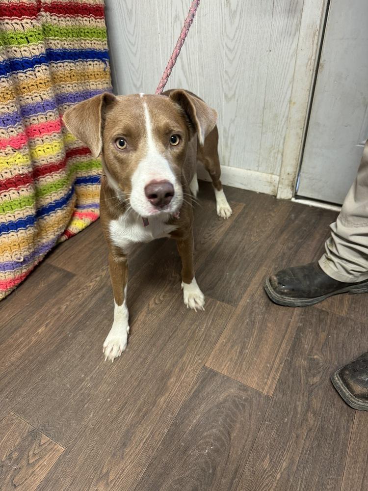 Enlarge MELVIN, a Adoptable mixed breed in Opelousas, LA image 1/1