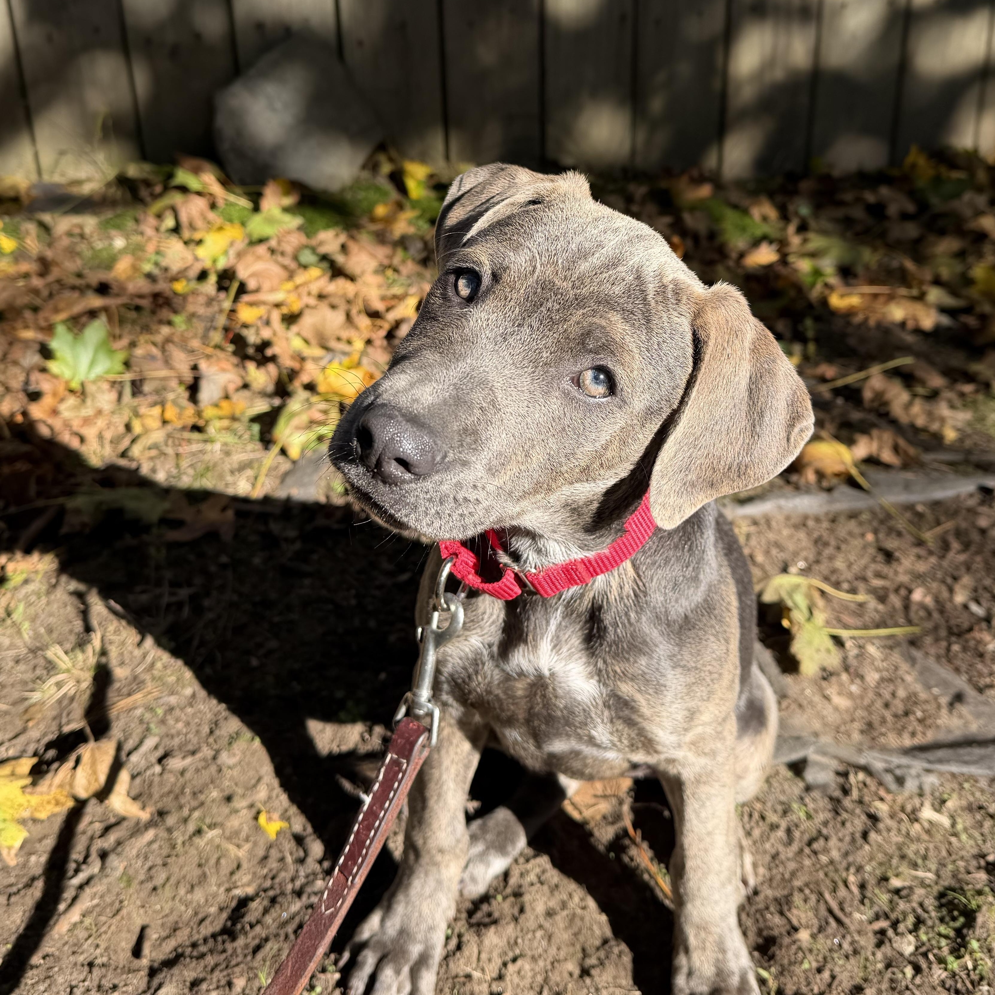 Enlarge Elenor Elementary - Local pup, a Adoptable mixed breed in Andover, MA image 2/6